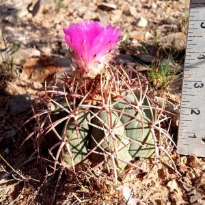 3" Echinocactus horizonthalonius, Small Eagle's claw, Turk's head cactus plant