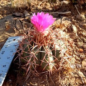 5" Echinocactus horizonthalonius, Large Eagle's claw, Turk's head cactus plant