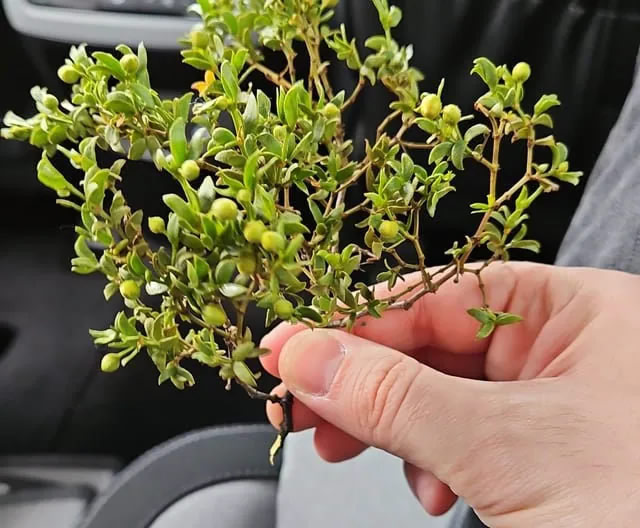 FRESH 3lb Cut CREOSOTE Bush Cuttings, Larrea Tridentata, Raw Wildcrafted With Stem, Wild Chaparral, Hediondilla, Desert Blossom - Image 2