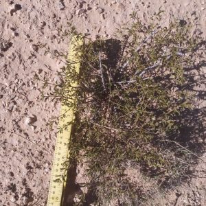 2 LIVE CREOSOTE BUSH, Larrea tridentata, greasewood, Prostrate Strong Full Roots