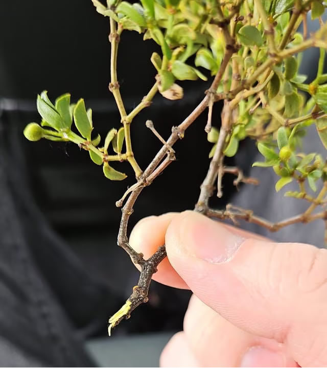 FRESH 3lb Cut CREOSOTE Bush Cuttings, Larrea Tridentata, Raw Wildcrafted With Stem, Wild Chaparral, Hediondilla, Desert Blossom - Image 3