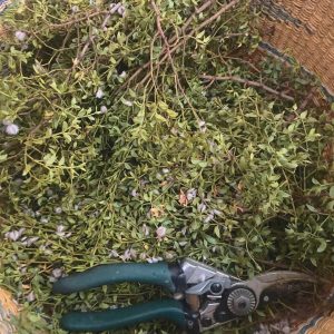 FRESH 3lb Cut CREOSOTE Bush Cuttings, Larrea Tridentata, Raw Wildcrafted With Stem, Wild Chaparral, Hediondilla, Desert Blossom
