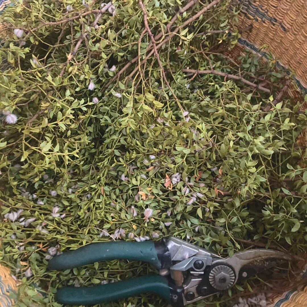 FRESH 3lb Cut CREOSOTE Bush Cuttings, Larrea Tridentata, Raw Wildcrafted With Stem, Wild Chaparral, Hediondilla, Desert Blossom