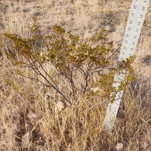 2 LARGE CREOSOTE BUSH, 1.5 to 2 Feet Tall Larrea tridentata, greasewood, Prostrate Strong Full Roots