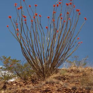 OCOTILLO CUTTINGS - THREE 10" - unrooted, Fouquieria splendens, Coachwhip